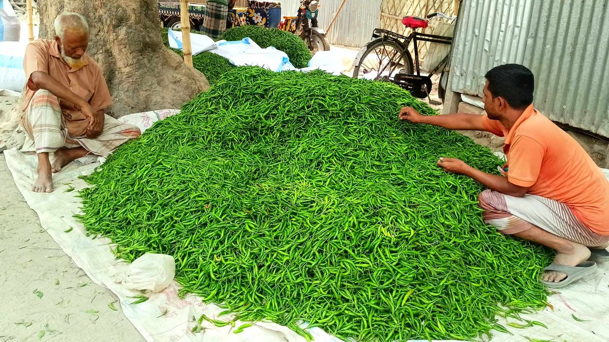 তীব্র তাপদাহে কাঁচা মরিচের বাজারে আগুন