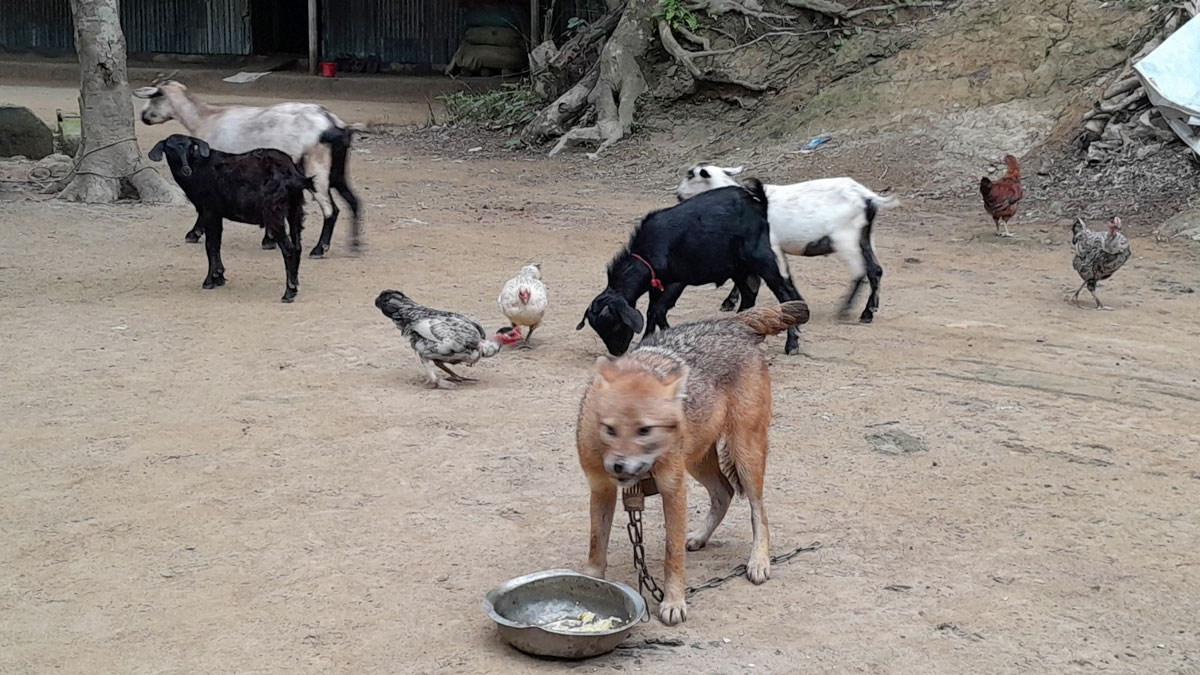 হাঁস-মুরগি-ছাগলের সঙ্গে শিয়ালের বসবাস