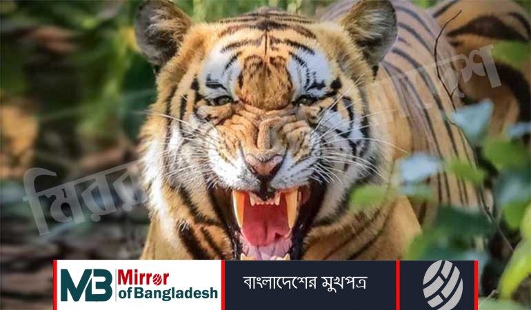 স্ত্রীর চোখের সামনে জেলেকে ধরে নিয়ে গেলো বাঘ