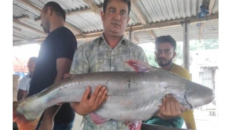 এক পাঙ্গাসের দাম ১০ হাজার টাকা !