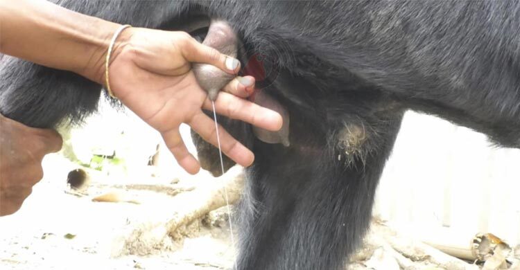 দুধ দিচ্ছে পাঁঠা, দেখতে মানুষের ভিড়