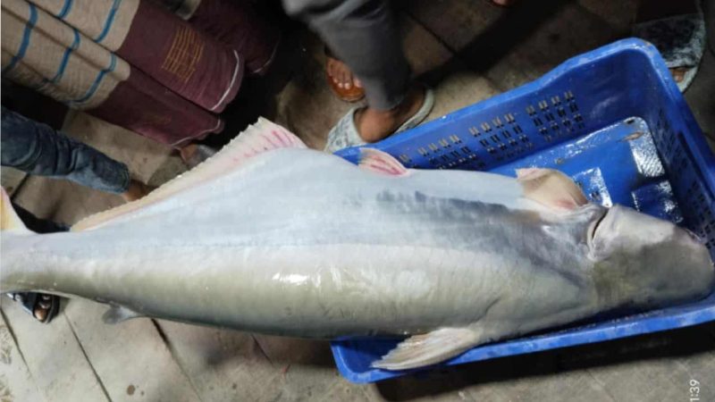 বড়শিতে ধরা পড়ল সাড়ে ২৩ কেজির পাঙাশ,বিক্রি কত?