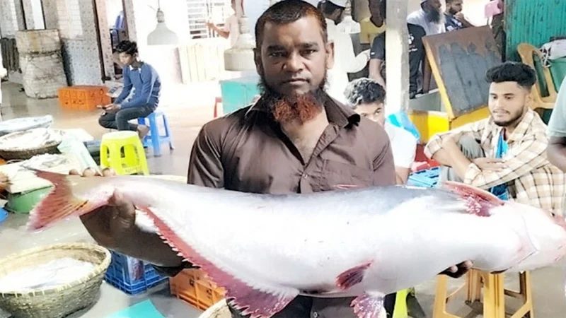 পদ্মায় ধরা পড়ল ১৩ কেজির পাঙ্গাশ