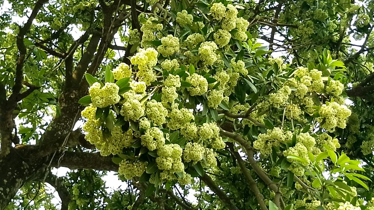 ছাতিম ফুলের মিষ্টি সুবাসে মুগ্ধ পথচারী