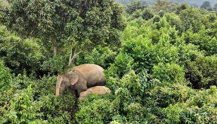 রাঙ্গামাটিতে বন্য হাতির আক্রমণে বৃদ্ধার মৃত্যু