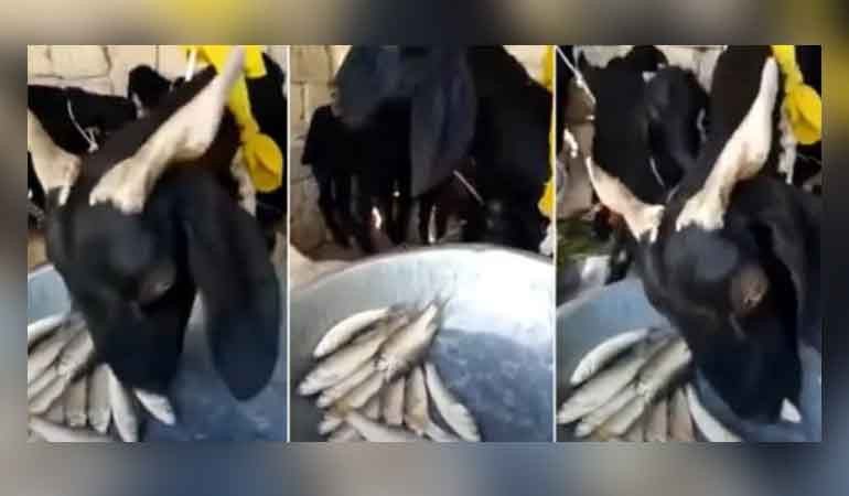 ঘাস খাওয়া ছেড়ে মাছ খাওয়া শুরু করলো ছাগল, ভিডিও ভাইরাল