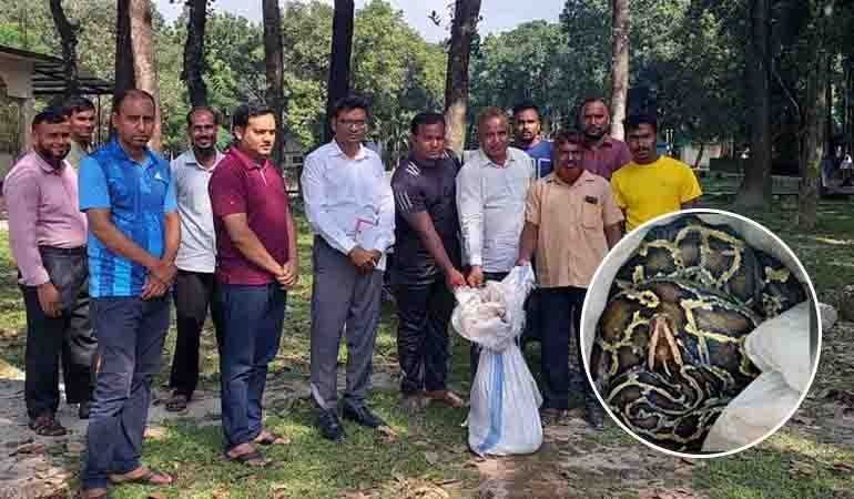 পঞ্চগড়ে ১৪ ফুট দৈর্ঘ্যের অজগর উদ্ধার