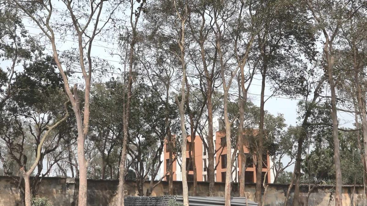 বিএডিসি'র শতাধিক গাছের ডাল কেটে টাকা আত্মসাৎ
