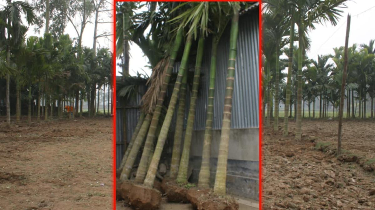 জোরপূর্বক সুপারী গাছ কর্তন ও জমি দখলের অভিযোগ