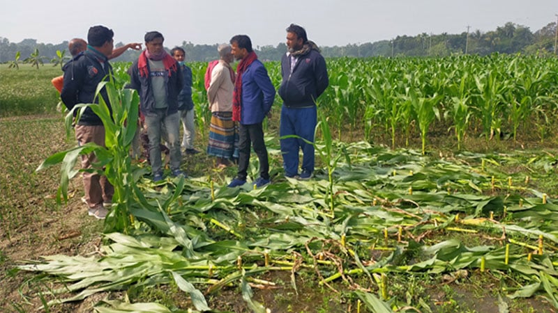 স্কুল ভোটে বাড়ি পুড়ল, এমপি ভোটে ফসল নষ্ট