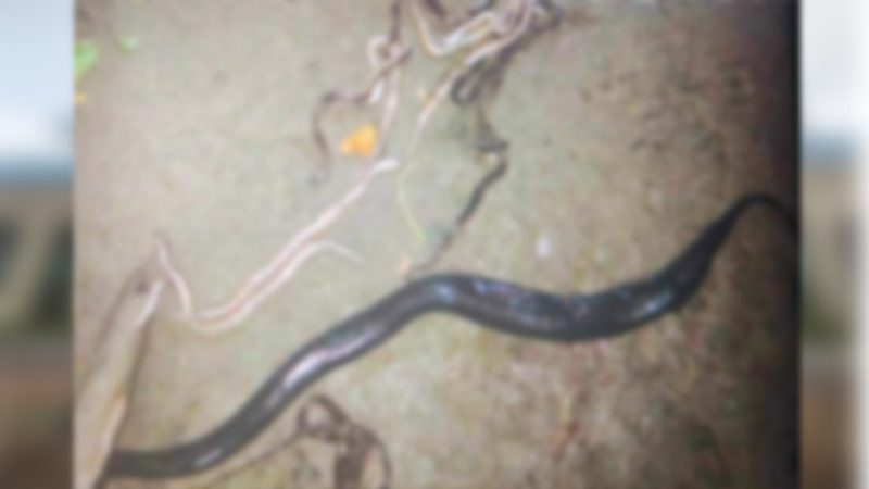 পিটিয়ে মেরে ফেলা সাপের পেট থেকে বেরিয়ে এলো ১৭ বাচ্চা