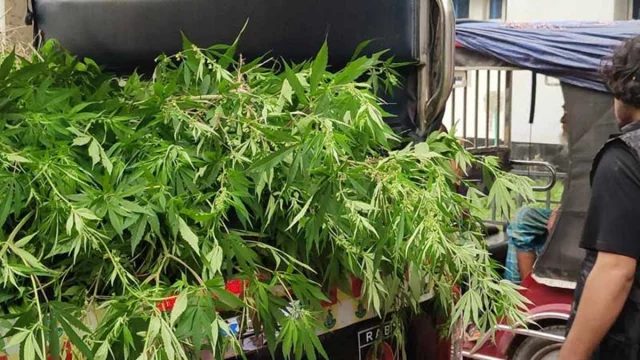 কাশিয়ানী উপজেলা স্বাস্থ্য কমপ্লেক্স চত্বরে 'গাঁজা'র বাগান!