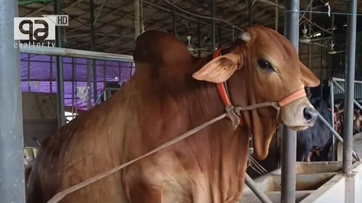 ২৫০ টাকা কেজিতে গরুর মাংস চেয়ে সরকারকে আইনি নোটিশ