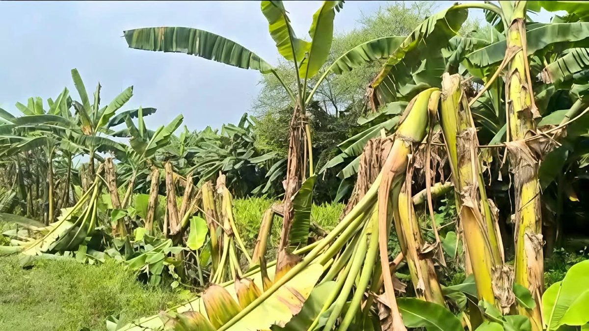কলা বিক্রির আগেই বাগান ধ্বংস, ঋণের বোঝায় দিশেহারা কৃষক