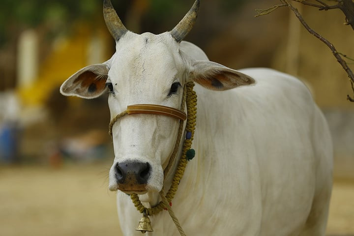 guru