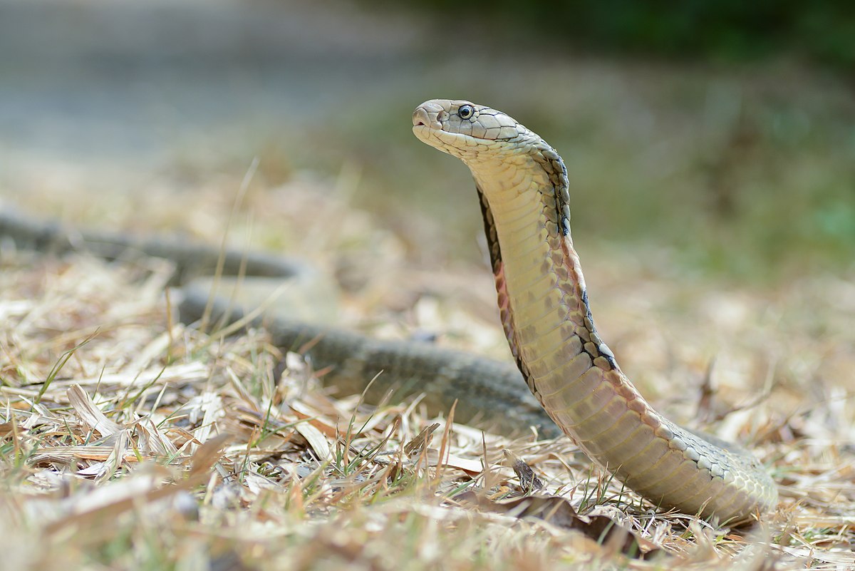 1200px Ophiophagus hannah kaeng krachan national park