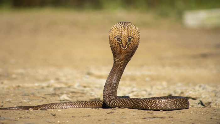 Snake image